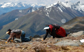 西藏那曲冬蟲夏草采挖期品質(zhì)分級標(biāo)準