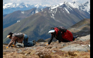 冬蟲(chóng)夏草采挖安全與生態(tài)保護(hù)口袋卡