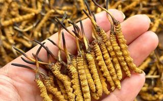 東強堂科普：冬蟲夏草保存期多久？源頭品牌教你科學(xué)鎖鮮