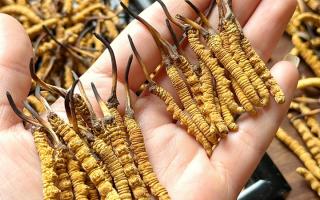 東強堂科普：雪山冬蟲夏草無“葉”！那曲珍品的草頭形態(tài)藏著品質(zhì)密碼