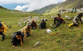 采挖冬蟲(chóng)夏草入罪的標(biāo)準(zhǔn) 罪名叫什么 快來(lái)看看