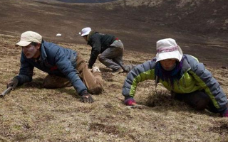 采挖冬蟲(chóng)夏草危險(xiǎn)嗎？安全嗎？
