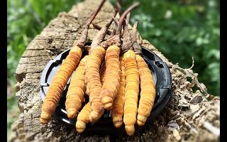 冬蟲(chóng)夏草生長(zhǎng)周期與產(chǎn)區(qū)環(huán)境的對(duì)應(yīng)表