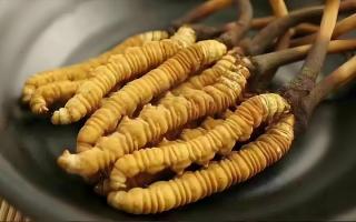  冬蟲夏草市場(chǎng)的未來(lái)發(fā)展趨勢(shì)