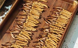 冬蟲(chóng)夏草現(xiàn)在不值錢(qián)了嗎？2026年市場(chǎng)真相揭秘