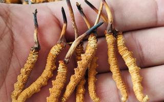 冬蟲夏草正確保存方法，西藏那曲蟲草網(wǎng)教你鎖住雪域滋養(yǎng)不流失