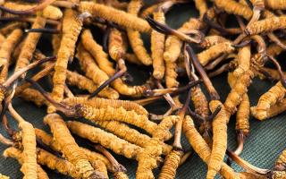 藏區(qū)特產(chǎn)冬蟲夏草是什么？西藏那曲蟲草網(wǎng)為你全面解密