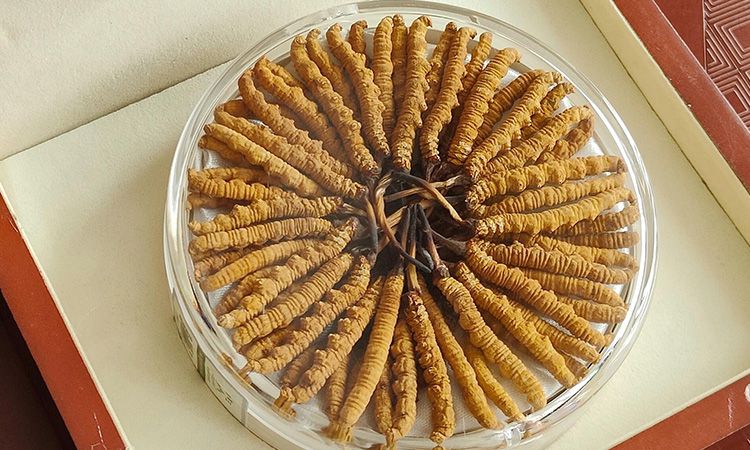 冬蟲夏草不養(yǎng)生會怎么樣