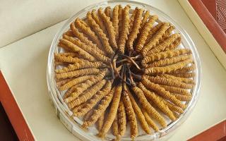 冬蟲夏草不養(yǎng)生會怎么樣？正視滋養(yǎng)價值，規(guī)避認(rèn)知誤區(qū)