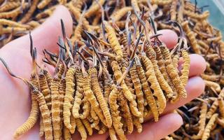 35元一根的冬蟲夏草能買嗎？——揭秘低價(jià)蟲草真相