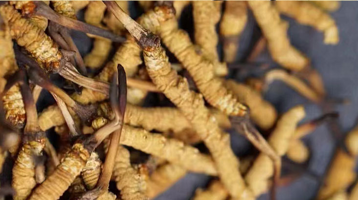 冬蟲(chóng)夏草可采條件