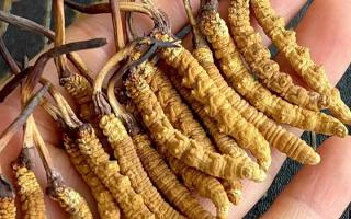 冬蟲(chóng)夏草對(duì)身體有什么用？那曲蟲(chóng)草行業(yè)網(wǎng)站詳解核心功效