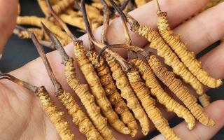 正宗冬蟲夏草怎么選購？那曲蟲草行業(yè)網(wǎng)站教你避坑指南