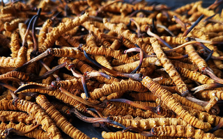 怎么知道冬蟲(chóng)夏草過(guò)期了？那曲蟲(chóng)草行業(yè)網(wǎng)站教你精準(zhǔn)判斷