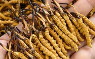 蟲草12根1克多少錢一斤？2026年那曲正宗蟲草價(jià)格詳解