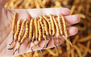 純正宗那曲冬蟲夏草一根多少錢？2026年單根價(jià)格全景指南