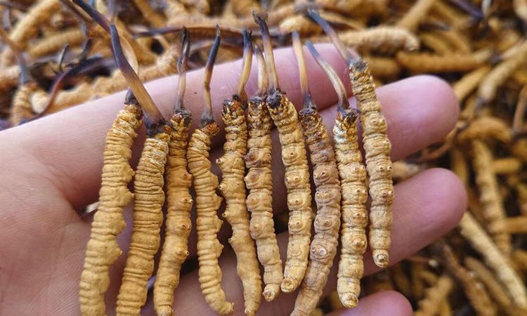 冬蟲夏草主要產(chǎn)地詳解