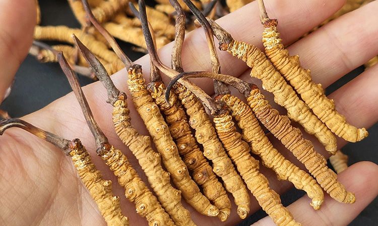 <a href=http://m.ddhuz.com/s/cczjjd target=_blank class=infotextkey>冬蟲夏草真假鑒定</a>