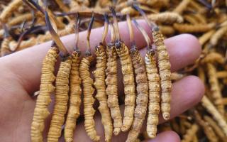 冬蟲夏草主要產(chǎn)地詳解：那曲雪域，蟲草的黃金搖籃