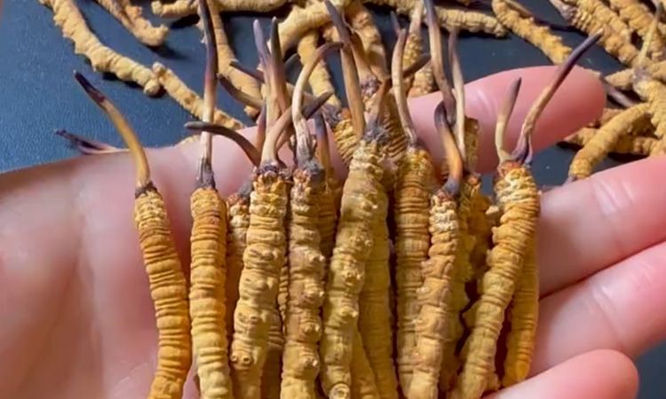 冬蟲(chóng)夏草最長(zhǎng)可以長(zhǎng)多少 