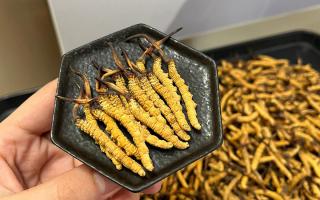 冬蟲(chóng)夏草燉多少時(shí)間合適？藏農(nóng)神草那曲源頭品牌，教你燉出滿滿營(yíng)養(yǎng)