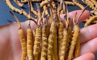 冬蟲(chóng)夏草最長(zhǎng)可以長(zhǎng)多少？藏農(nóng)神草那曲源頭品牌，揭秘雪域蟲(chóng)草的尺寸密碼