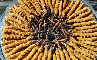 冬蟲(chóng)夏草保存盒能放多久？藏農(nóng)神草那曲源頭品牌，教你科學(xué)存出好品質(zhì)