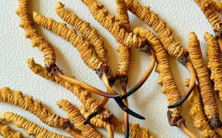 去西藏哪里買冬蟲(chóng)夏草？藏農(nóng)神草那曲源頭品牌，解鎖本地正宗選購(gòu)地