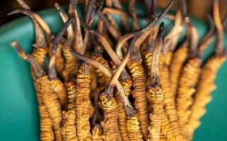 西藏那曲冬蟲(chóng)夏草熬粥攻略：這樣熬最營(yíng)養(yǎng)、最入味